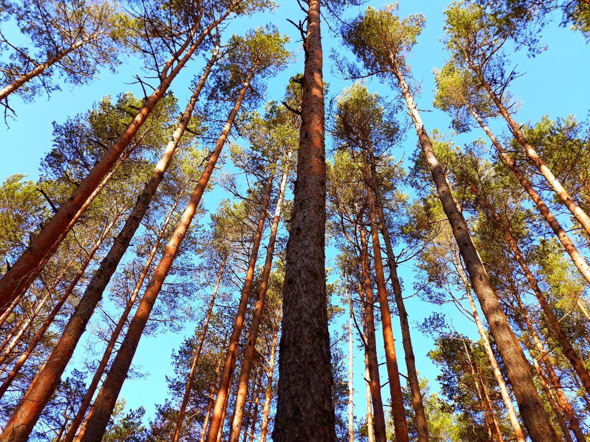 Atputas Vieta Braltirumi Purciems Εξωτερικό φωτογραφία